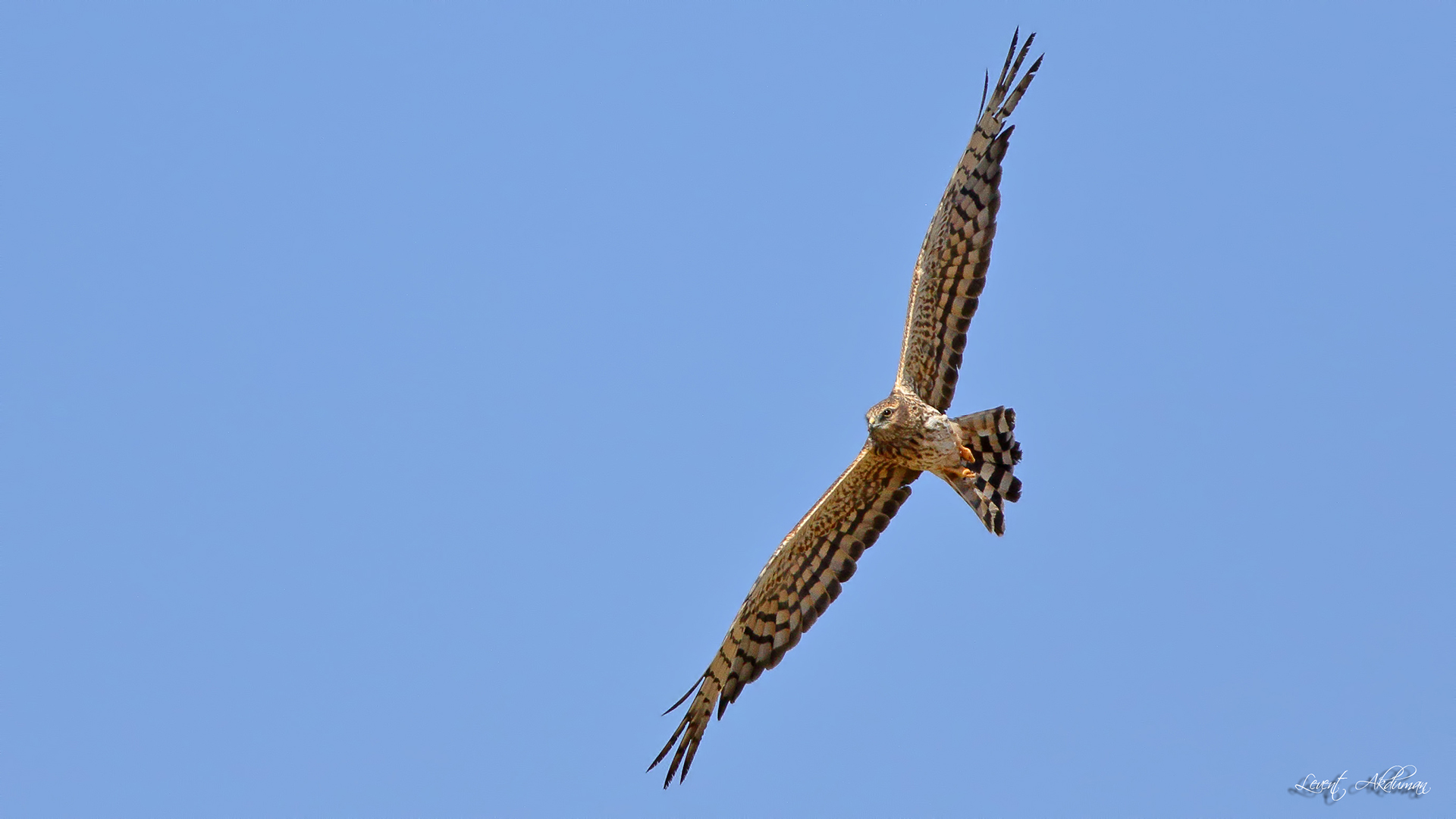 Montagu's Harrier — Ana fotoğraf